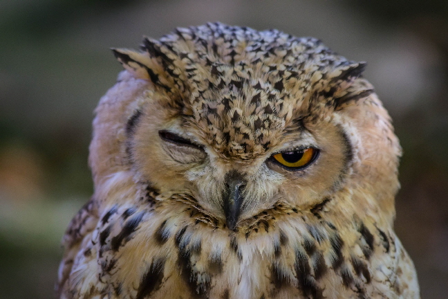 wei� die schlaue Eule