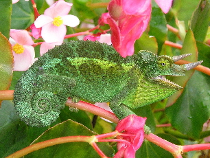 Cham�leon nimmt Farbe der Umgebung an: Tot stellen