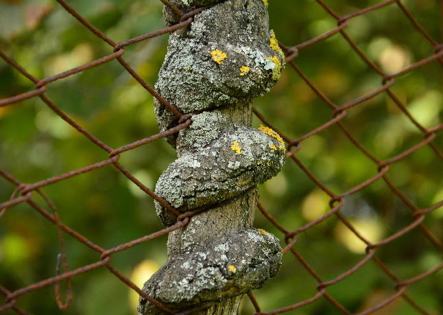 eingefroren, erstarrt im Dauerstress